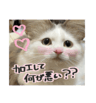 うちの和菓子にゃんこ2（個別スタンプ：27）