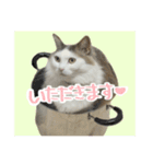 うちの和菓子にゃんこ2（個別スタンプ：28）