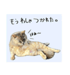 うちの和菓子にゃんこ2（個別スタンプ：35）
