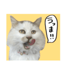 うちの和菓子にゃんこ2（個別スタンプ：36）