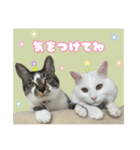 うちの和菓子にゃんこ2（個別スタンプ：39）
