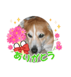 Chiro＆Dale  4（個別スタンプ：8）