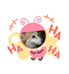 Chiro＆Dale  4（個別スタンプ：24）