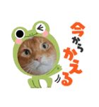 Chiro＆Dale  4（個別スタンプ：25）