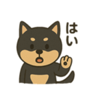 黒柴の日常スタンプl（個別スタンプ：20）
