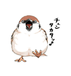 ちゅんトーク（個別スタンプ：1）