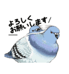 ちゅんトーク（個別スタンプ：6）