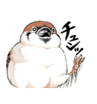 ちゅんトーク（個別スタンプ：24）