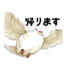 ちゅんトーク（個別スタンプ：31）