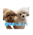 野球応援withトイプードル（個別スタンプ：1）