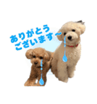 野球応援withトイプードル（個別スタンプ：2）