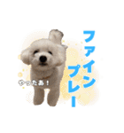 野球応援withトイプードル（個別スタンプ：3）