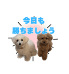 野球応援withトイプードル（個別スタンプ：4）