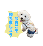 野球応援withトイプードル（個別スタンプ：5）