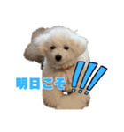 野球応援withトイプードル（個別スタンプ：7）
