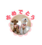 野球応援withトイプードル（個別スタンプ：8）