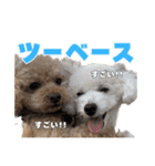 野球応援withトイプードル（個別スタンプ：10）