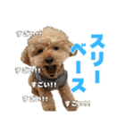 野球応援withトイプードル（個別スタンプ：11）