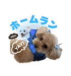 野球応援withトイプードル（個別スタンプ：12）