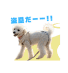 野球応援withトイプードル（個別スタンプ：14）