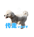 野球応援withトイプードル（個別スタンプ：15）