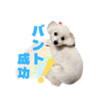 野球応援withトイプードル（個別スタンプ：17）