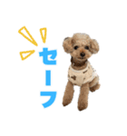 野球応援withトイプードル（個別スタンプ：18）