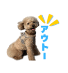 野球応援withトイプードル（個別スタンプ：19）
