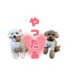 野球応援withトイプードル（個別スタンプ：21）