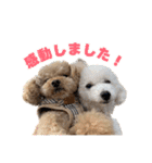 野球応援withトイプードル（個別スタンプ：23）