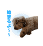 野球応援withトイプードル（個別スタンプ：25）
