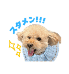 野球応援withトイプードル（個別スタンプ：26）