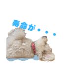 野球応援withトイプードル（個別スタンプ：29）