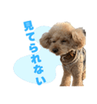 野球応援withトイプードル（個別スタンプ：31）