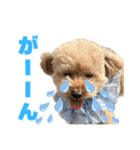 野球応援withトイプードル（個別スタンプ：32）
