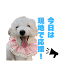 野球応援withトイプードル（個別スタンプ：33）