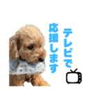 野球応援withトイプードル（個別スタンプ：34）