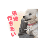 野球応援withトイプードル（個別スタンプ：35）
