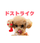 野球応援withトイプードル（個別スタンプ：38）