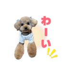 野球応援withトイプードル（個別スタンプ：39）