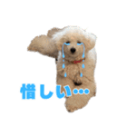 野球応援withトイプードル（個別スタンプ：40）