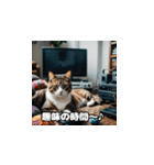 週末の猫ちゃん（個別スタンプ：11）