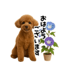 夏に使える♡かわいいトイプードル（個別スタンプ：1）