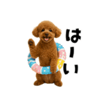 夏に使える♡かわいいトイプードル（個別スタンプ：4）