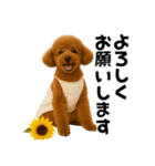 夏に使える♡かわいいトイプードル（個別スタンプ：7）