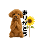 夏に使える♡かわいいトイプードル（個別スタンプ：8）