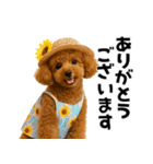 夏に使える♡かわいいトイプードル（個別スタンプ：9）