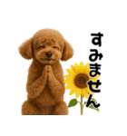 夏に使える♡かわいいトイプードル（個別スタンプ：28）
