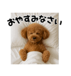 夏に使える♡かわいいトイプードル（個別スタンプ：38）