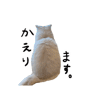 ひとことねこちゃんず（個別スタンプ：1）